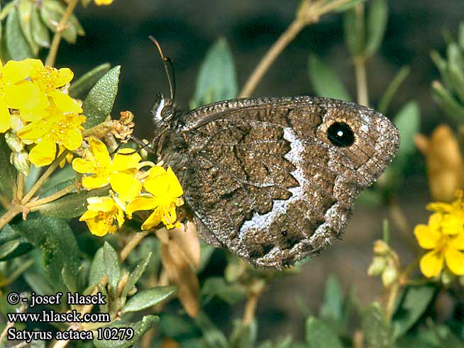 Satyrus actaea Okáč Black satyr