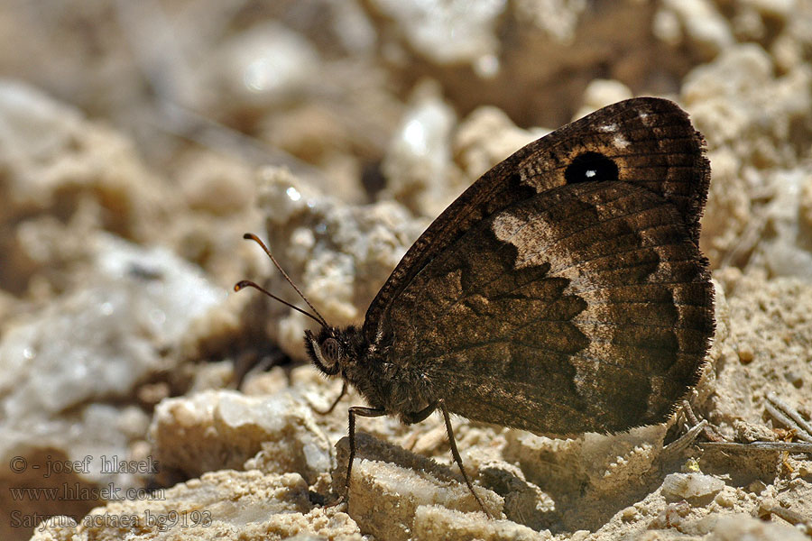 Satyrus actaea Petite coronide Kleine saterzandoog