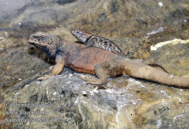 Sauromalus obesus Leguán čuakvala Čukvala zavalitá Common Chuckwalla Обыкновенная чаквелла Chacahualas