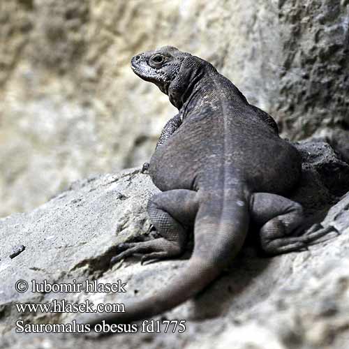 Common Chuckwalla Обыкновенная чаквелла Chacahualas Sauromalus obesus Leguán čuakvala Čukvala zavalitá