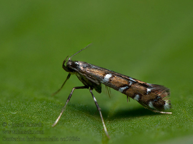 Sauterina hofmanniella Psotka Hofmannova