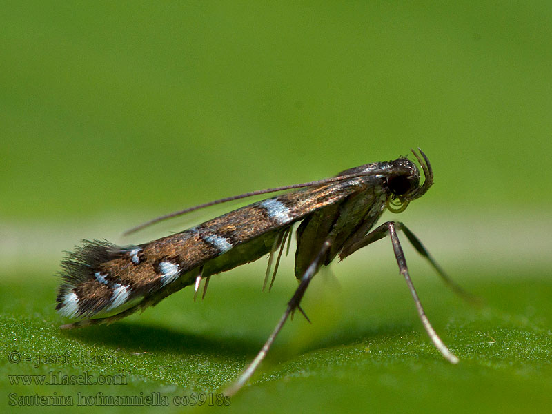 Sauterina hofmanniella Snedstreckad gökärtstyltmal