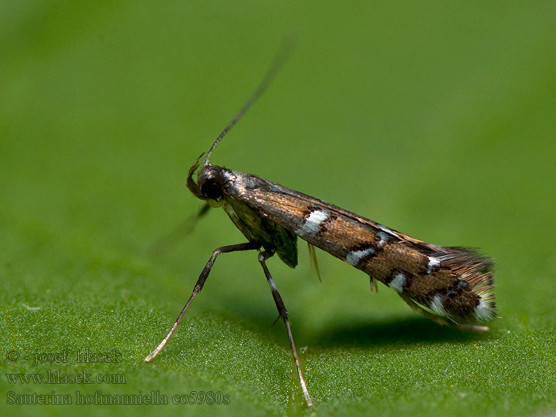 Psotka Hofmannova Sauterina hofmanniella