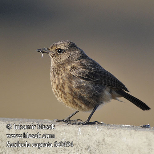 Saxicola caprata Pied Bushchat  Bramborníček černobílý Mohrenschwarzkehlchen Tarabilla Pálida Tarier pie Saltimpalo nero bianco クロノビタキ Zwart Paapje Klaskawka czarna 白斑黑石䳭 Alaca Taşkuşu นกยอดหญ้าสีดำ นกขี้หมา Svart buskskvätta Pŕhl'aviar čierny Чекан чёрный Svartskvett Juodoji kiauliukė Decu Belang Kucica batu דוחל שחור