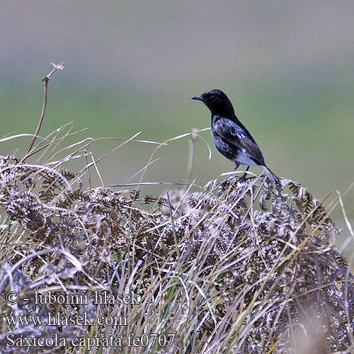 Saxicola caprata fe0707