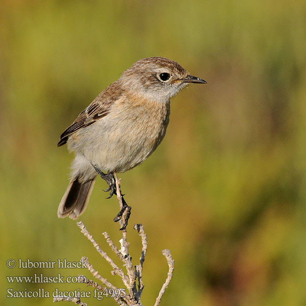 Saxicola dacotiae Kanarisk Bynkefugl 卡岛石(即鸟) Kanariantasku