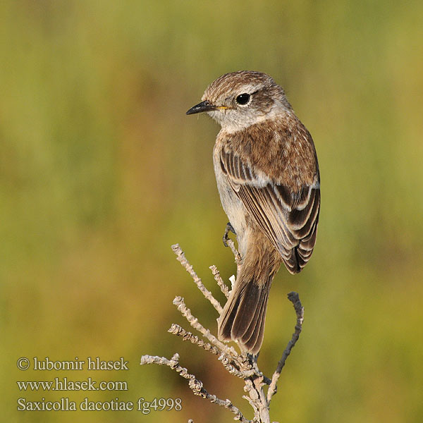 Saltimpalo delle Canarie カナリアノビタキ Canarische Roodborsttapuit