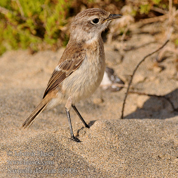 Cartaxo Canárias Canary Islands Chat Bramborníček kanárský