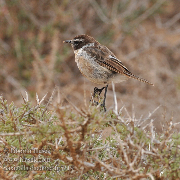 Saxicola dacotiae Saltimpalo delle Canarie カナリアノビタキ