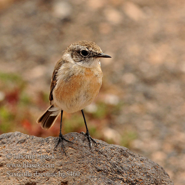 Saxicola dacotiae Canarische Roodborsttapuit Kanariskvett