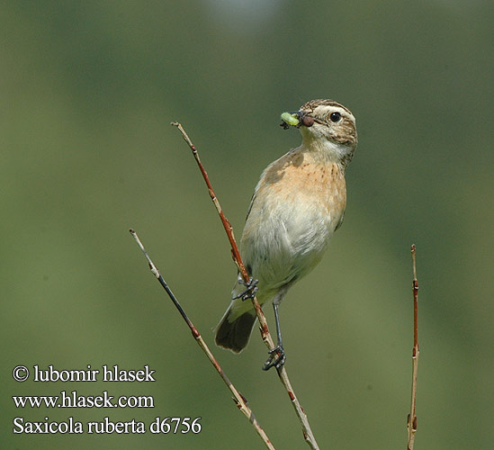 Saxicola rubetra Whinchat Braunkehlchen Tarier des prés Tarabilla Norteña Bramborníček hnědý Bynkefugl Paapje Pensastasku Stiaccino Buskskvett Buskskvätta Луговой чекан マミジロノビタキ البرقش الأحمر Καστανολαίμης Cartaxo-nortenho Луговий чекан Europese Bontrokkie Pŕhľaviar červenkastý Rozsdás csuk Pokląskwa Lukstu čakstite Buskskvett Çayir Taşkuşu