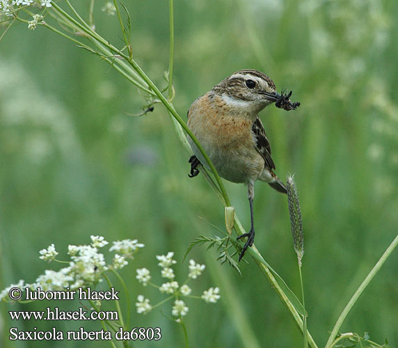 Saxicola ruberta da6803