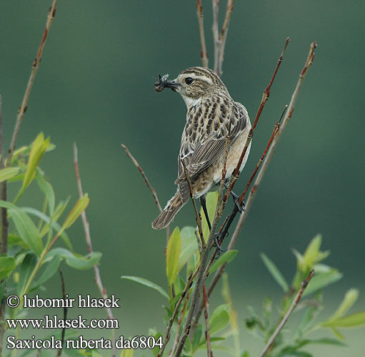 Saxicola ruberta da6804