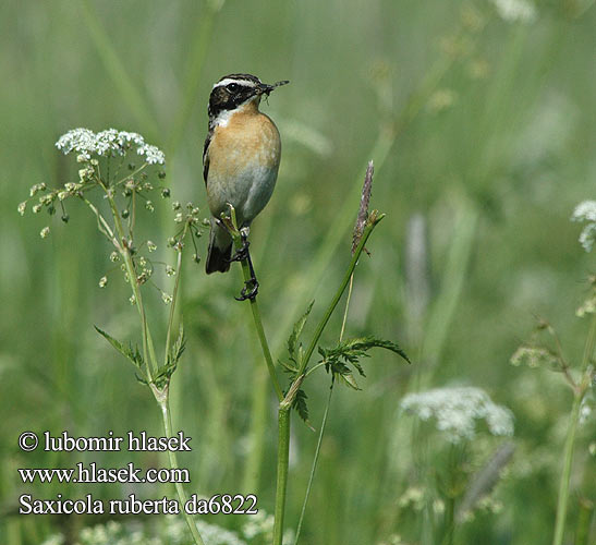 Saxicola ruberta da6822