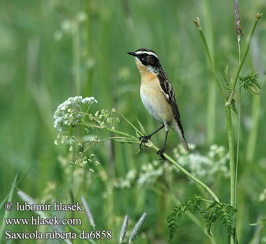 Europese Bontrokkie Pŕhľaviar červenkastý Rozsdás csuk Pokląskwa Lukstu čakstite Buskskvett Çayir Taşkuşu Saxicola rubetra Whinchat Braunkehlchen Tarier prés Tarabilla Norteña Bramborníček hnědý Bynkefugl Paapje Pensastasku Stiaccino Buskskvett Buskskvätta Луговой чекан マミジロノビタキ البرقش الأحمر Καστανολαίμης Cartaxo-nortenho Луговий чекан