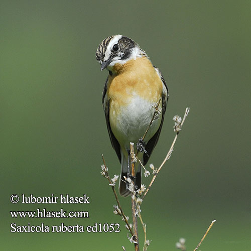 Pokląskwa Lukstu čakstite Buskskvett Çayir Taşkuşu Saxicola rubetra Whinchat Braunkehlchen Tarier prés Tarabilla Norteña Bramborníček hnědý Bynkefugl Paapje Pensastasku Stiaccino Buskskvett Buskskvätta Луговой чекан マミジロノビタキ البرقش الأحمر Καστανολαίμης Cartaxo-nortenho Луговий чекан Europese Bontrokkie Pŕhľaviar červenkastý Rozsdás csuk