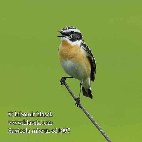 Whinchat Braunkehlchen Tarier prés Tarabilla Norteña Bramborníček hnědý Bynkefugl Paapje Pensastasku Stiaccino Buskskvett Buskskvätta Луговой чекан マミジロノビタキ البرقش الأحمر Καστανολαίμης Cartaxo-nortenho Луговий чекан Europese Bontrokkie Pŕhľaviar červenkastý Rozsdás csuk Pokląskwa Lukstu čakstite Buskskvett Çayir Taşkuşu Saxicola rubetra