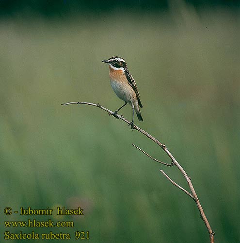 Saxicola rubetra 921