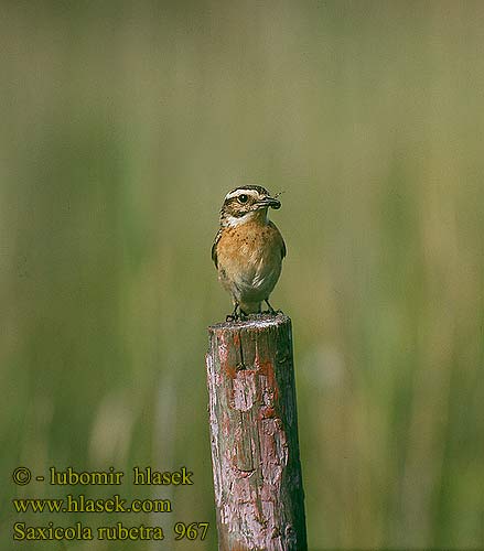 Saxicola rubetra 967