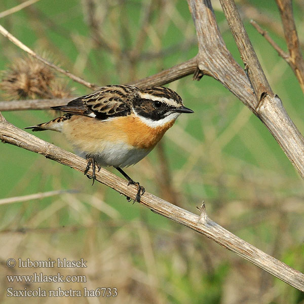 Saxicola rubetra ha6733