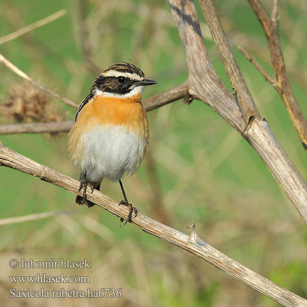 Saxicola rubetra ha6736