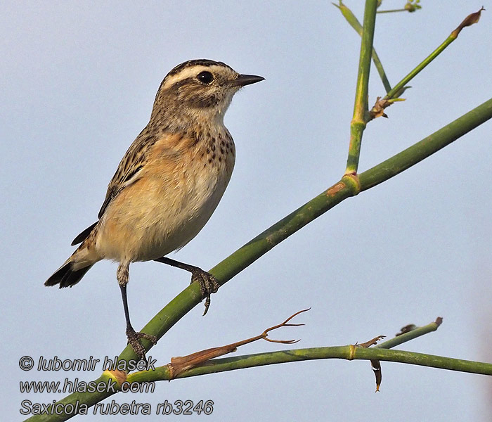 Whinchat Braunkehlchen Tarier prés Tarabilla Norteña Saxicola rubetra