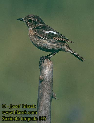 Saxicola torquata Stonechat Schwarzkehlchen Tarier pâtre Tarabilla Común Bramborníček černohlavý Sortstrubet Bynkefugl Roodborsttapuit Mustapäätasku Saltimpalo Svartstrupe Svarthakad buskskvätta Черноголовый чекан アフリカノビタキ Bontrokkie Cigánycsuk Cartaxo-comum Pŕhľaviar čiernohlavý çulluk Tumša čakstite Kaelustäks