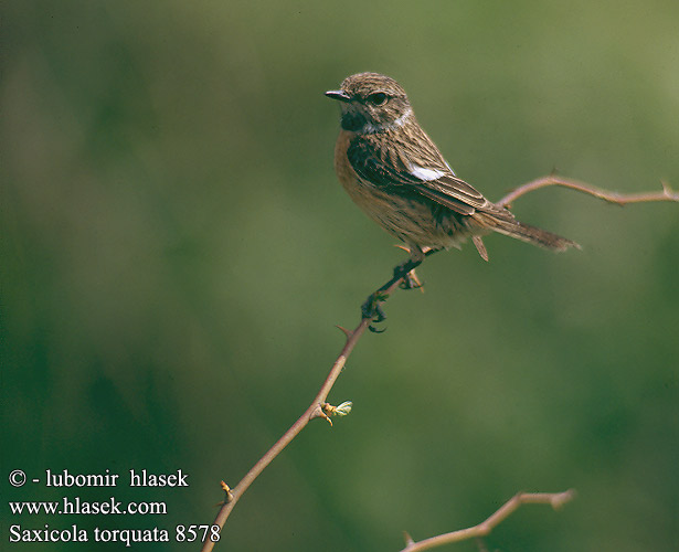 Saxicola torquata 8578