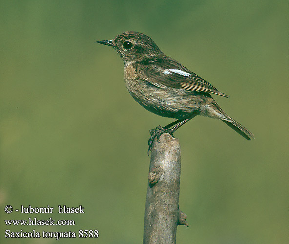 Saxicola torquata 8588