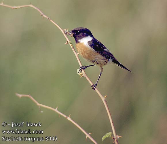 Saxicola torquata 8945