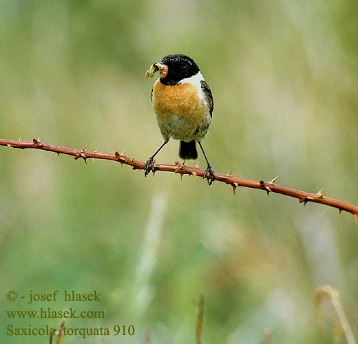 Bontrokkie Cigánycsuk Cartaxo-comum Pŕhľaviar čiernohlavý çulluk Tumša čakstite Kaelustäks Saxicola torquata Stonechat Schwarzkehlchen Tarier pâtre Tarabilla Común Bramborníček černohlavý Sortstrubet Bynkefugl Roodborsttapuit Mustapäätasku Saltimpalo Svartstrupe Svarthakad buskskvätta Черноголовый чекан アフリカノビタキ