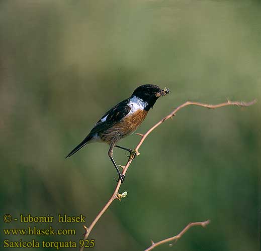 Saxicola torquata 925