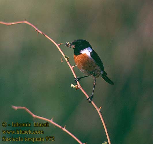 Saxicola torquata 972