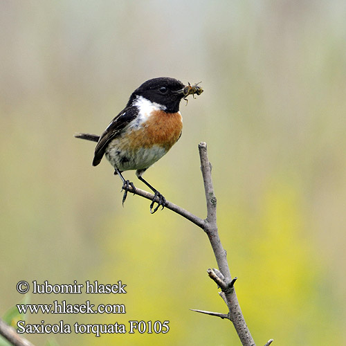 Saxicola torquata f0105