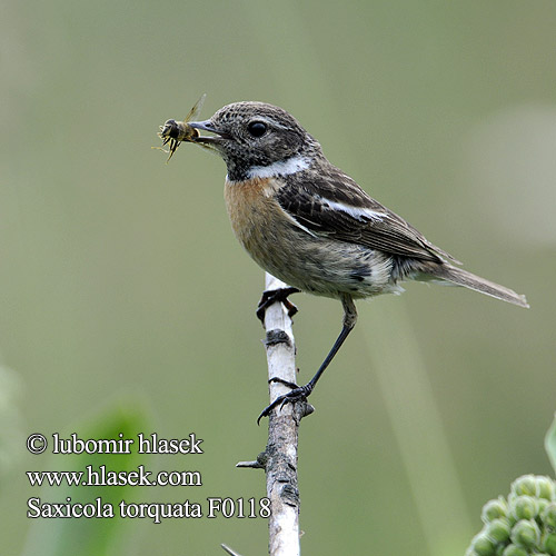 Saxicola torquata f0118