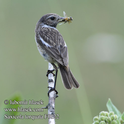 Saxicola torquata f0122