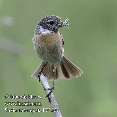 Stonechat Schwarzkehlchen Tarier pâtre Tarabilla Común Bramborníček černohlavý Sortstrubet Bynkefugl Roodborsttapuit Mustapäätasku Saltimpalo Svartstrupe Svarthakad buskskvätta Черноголовый чекан アフリカノビタキ Bontrokkie Cigánycsuk Cartaxo-comum Pŕhľaviar čiernohlavý çulluk Tumša čakstite Kaelustäks Saxicola torquata