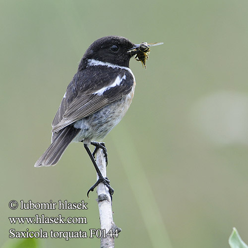 Saxicola torquata f0144