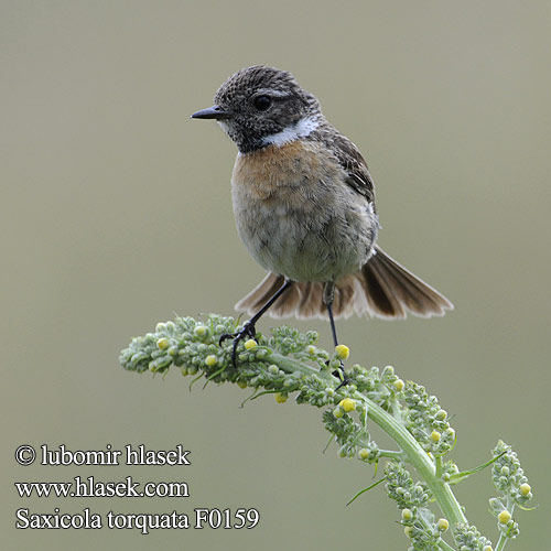 Saxicola torquata f0159