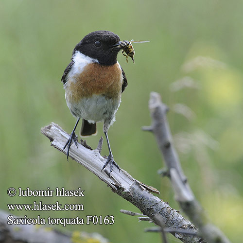 Saxicola torquata f0163