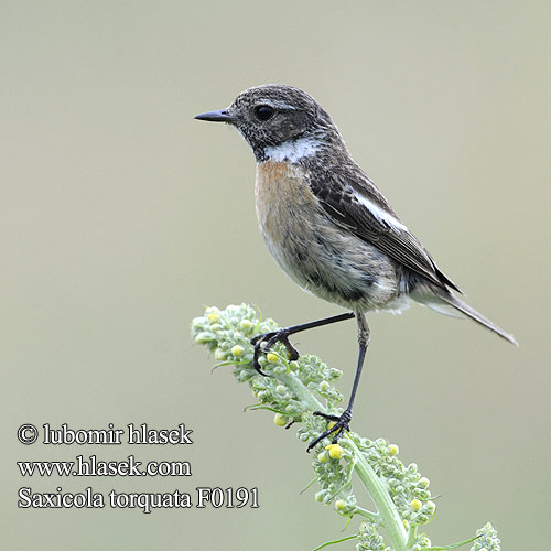 çulluk Tumša čakstite Kaelustäks Saxicola torquata Stonechat Schwarzkehlchen Tarier pâtre Tarabilla Común Bramborníček černohlavý Sortstrubet Bynkefugl Roodborsttapuit Mustapäätasku Saltimpalo Svartstrupe Svarthakad buskskvätta Черноголовый чекан アフリカノビタキ Bontrokkie Cigánycsuk Cartaxo-comum Pŕhľaviar čiernohlavý