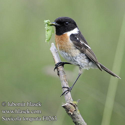 Saxicola torquata f0263