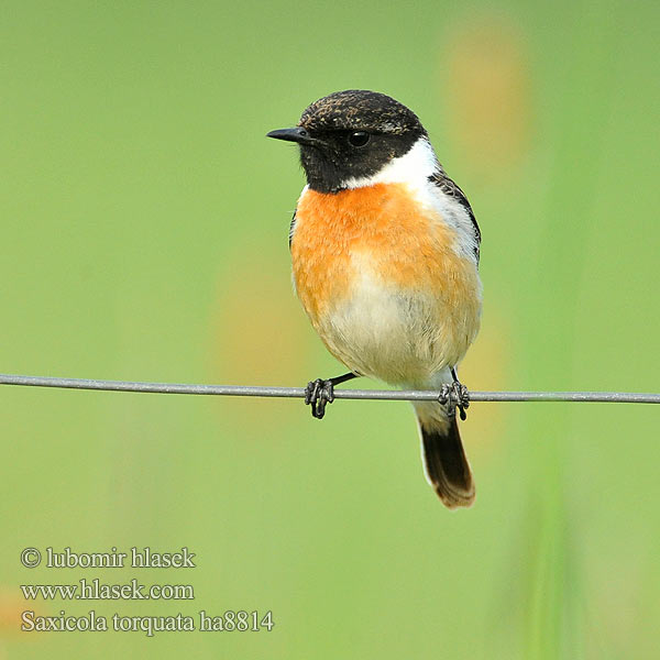 Cigánycsuk Cartaxo-comum Pŕhľaviar čiernohlavý çulluk Tumša čakstite Kaelustäks Saxicola torquata Stonechat Schwarzkehlchen Tarier pâtre Tarabilla Común Bramborníček černohlavý Sortstrubet Bynkefugl Roodborsttapuit Mustapäätasku Saltimpalo Svartstrupe Svarthakad buskskvätta Черноголовый чекан アフリカノビタキ Bontrokkie