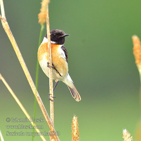 Cartaxo-comum Pŕhľaviar čiernohlavý çulluk Tumša čakstite Kaelustäks Saxicola torquata Stonechat Schwarzkehlchen Tarier pâtre Tarabilla Común Bramborníček černohlavý Sortstrubet Bynkefugl Roodborsttapuit Mustapäätasku Saltimpalo Svartstrupe Svarthakad buskskvätta Черноголовый чекан アフリカノビタキ Bontrokkie Cigánycsuk