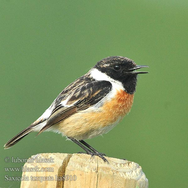 Pŕhľaviar čiernohlavý çulluk Tumša čakstite Kaelustäks Saxicola torquata Stonechat Schwarzkehlchen Tarier pâtre Tarabilla Común Bramborníček černohlavý Sortstrubet Bynkefugl Roodborsttapuit Mustapäätasku Saltimpalo Svartstrupe Svarthakad buskskvätta Черноголовый чекан アフリカノビタキ Bontrokkie Cigánycsuk Cartaxo-comum