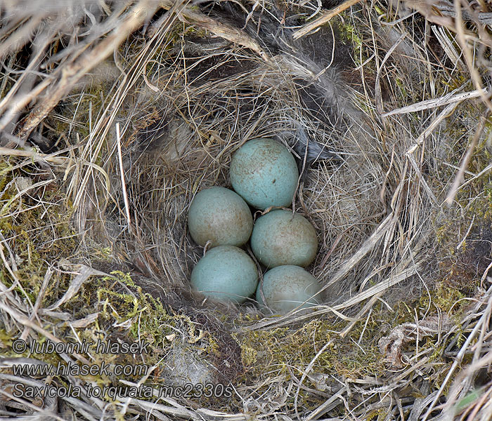 Saxicola torquata