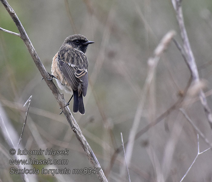 Saxicola torquata