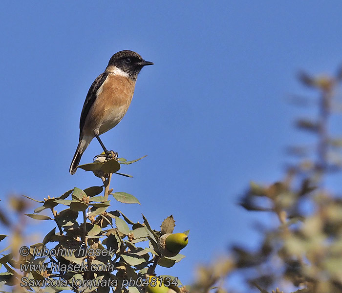 Saxicola torquata