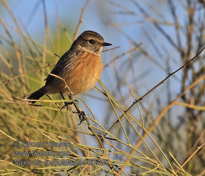 Saxicola torquata