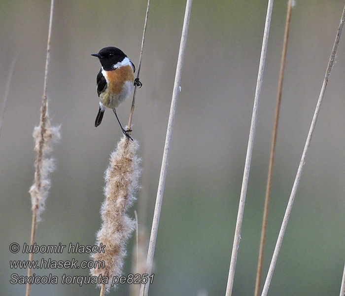 Saxicola torquata